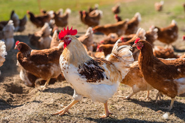 Stolzer Hahn wacht über seine Herde freilaufender Legehennen
