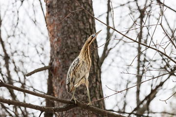 Eurasian bittern botaurus stellaris sitting on branch of tree in forest during spring migration. Rare brown heron in uncommon environment. Bird in wildlife.