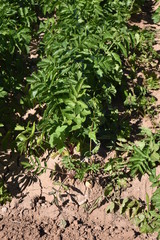 Arizona white carrot field