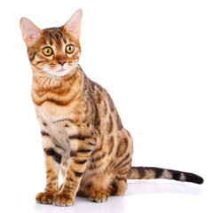 Pets, animals and cats concept - Bengal cat