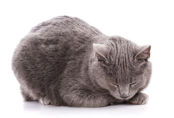 A sleeping gray cat on a white background.