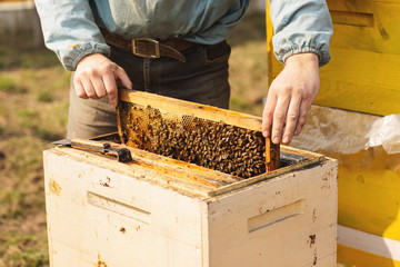 Frames of a bee hive. Beekeeper harvesting honey. The bee smoker is used to calm bees before frame removal