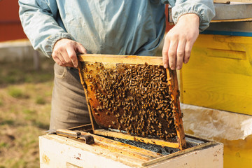 Frames of a bee hive. Beekeeper harvesting honey. The bee smoker is used to calm bees before frame removal