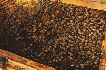 Bee hive detail close up. Bees are working