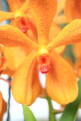 ORQUIDEAS DE COLOMBIA 