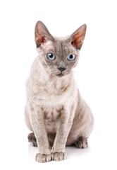 Devon-rex breed cat sits on a white