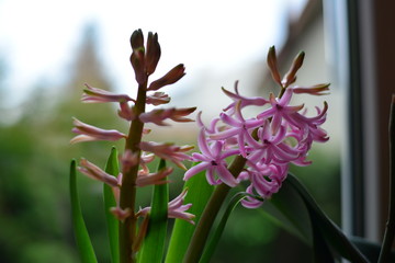 różowe hiacynty z bliska na tle rozmytego okna 1 © Mariola