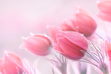 Obrazy  Zdjęcie pięknych wiosennych pulsatillas. Często nazywane są sasanką, kwiatem wielkanocnym lub wiatrem, krokusem preriowym, trawą marzeń i anemonem łąkowym. Selektywne skupienie.
