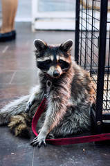 Cute racoon is sitting on the leash at zoo
