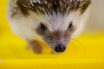 African dwarf hedgehog. cute little animal. large