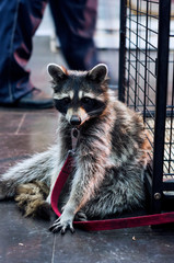 Cute racoon is sitting on the leash at zoo