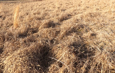 Dried Wheat and Grass on Farm in Winter