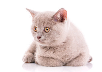 Scottish straight kitten. Kitty of coffee color. Isolated on a white background