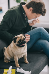selective focus of adorable pug near man allergic to dog sneezing on sofa