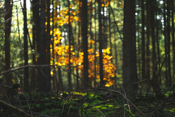 A dark forest with a golden tree