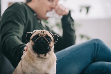 selective focus of adorable pug dog near man sneezing at home