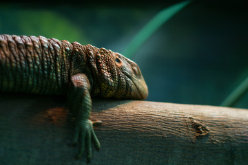 iguana sleeping on branch