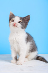 A white and gray cat.