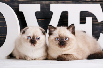 Scottish straight and scottish fold kittens on a dark background