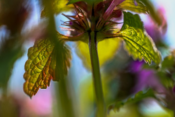 Nature in Macro - macro view of nature in early spring tmie, Poland.