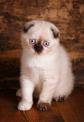 Fototapeta na wymiar Scottish fold kitten on a wooden background
