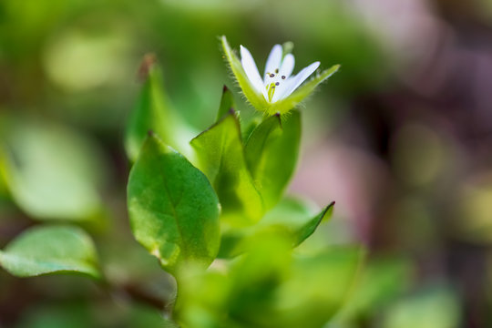 Macro World of Mother Nature - Plants and Flowers, Stellaria Media, Chickweed.