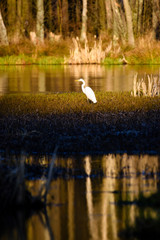 White heron (Ardea alba) in reeds at pond