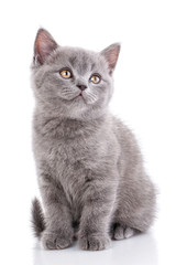 Obraz premium Scottish straight kitten. Isolated on a white background. Gray cat sits sideways