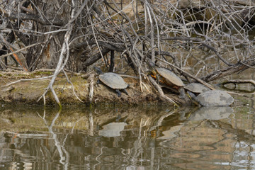 Red eared slider and western painted turtles sunbathing on island just starting to show new spring green growth in middle of lake with reflections