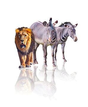 Zebras and lion isolated on the white background. It reflects their image. They are african animals.