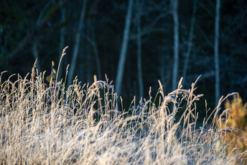 frost covered grass and tree leaves in sunny winter morning light
