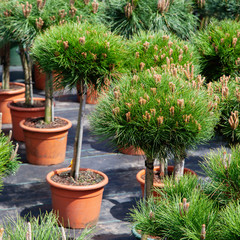 Small pine trees in plastic pots on tree nursery farm.