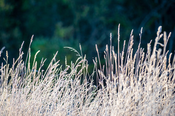frost covered grass and tree leaves in sunny winter morning light