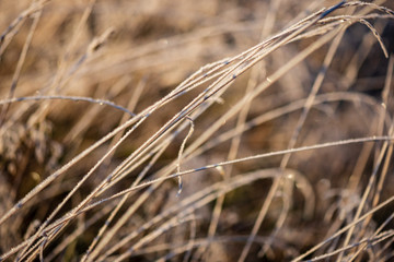 frost covered grass and tree leaves in sunny winter morning light