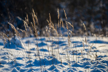 frost covered grass and birch tree branches leaves in sunny winter morning light