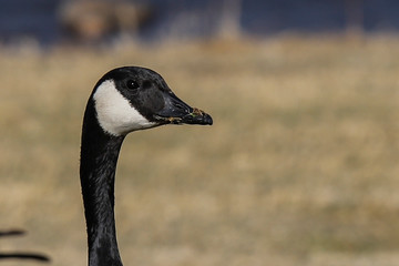 portrait of a goose