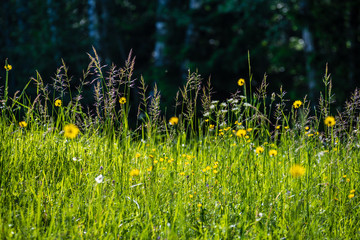 beautiful meadow with blooming flowers in sunny day