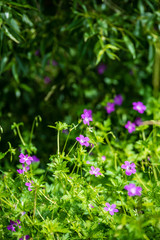beautiful meadow with blooming flowers in sunny day