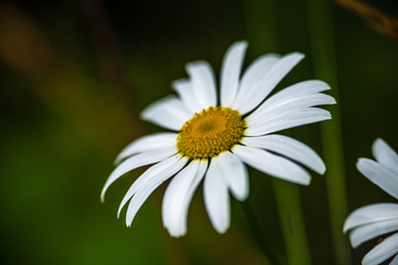 Obraz premium beautiful meadow with blooming flowers in sunny day