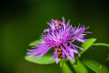 beautiful meadow with blooming flowers in sunny day