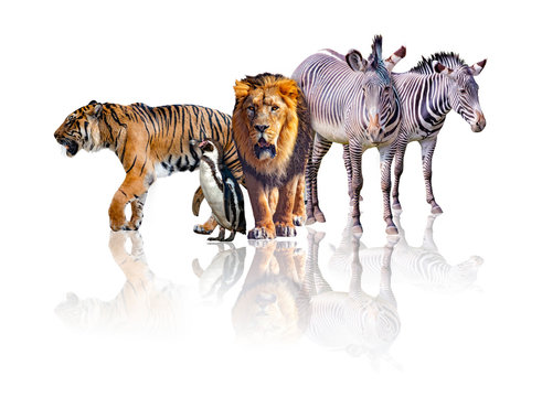 Group of African Safari animals walking together. It is isolated on the white background. It reflects their image. There are zebras, lion, tiger and penguin.