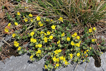 eliantemo (Helianthemum sp.)