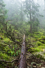 walking in wet misty autumn forest with fog and old trees