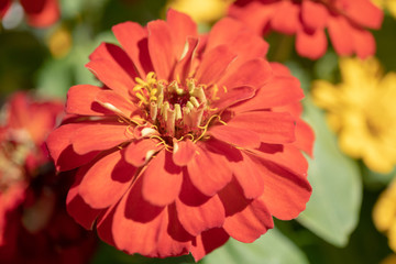 red flower