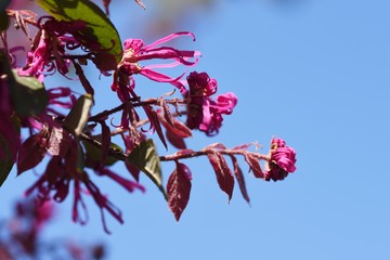 Chinese fringe flower