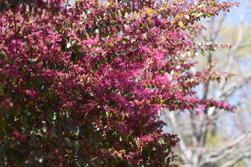 Chinese fringe flower