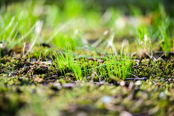 first green grass growing from naked spring soil