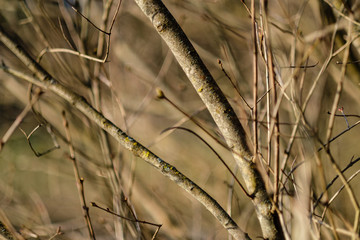 naked tree branches in sunset colors against calm shiny water