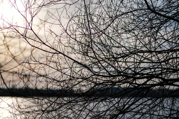 naked tree branches in sunset colors against calm shiny water