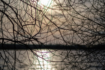 naked tree branches in sunset colors against calm shiny water